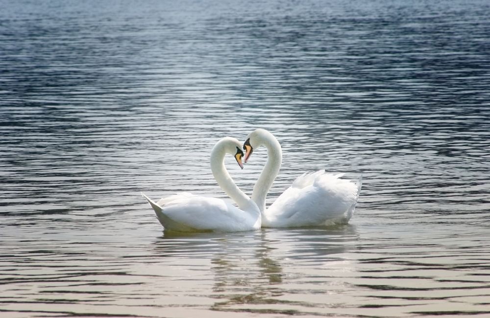 23 Signs Your Soulmate is Thinking of You - Swans in love - Love Inspire Destiny